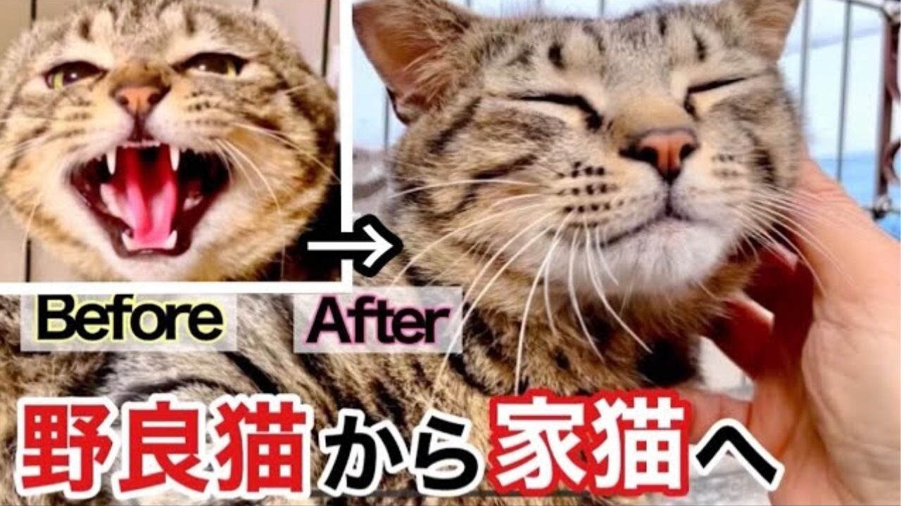 威嚇が止まらない元野良猫の4ヶ月後に感涙！温かい人馴れ訓練で「人