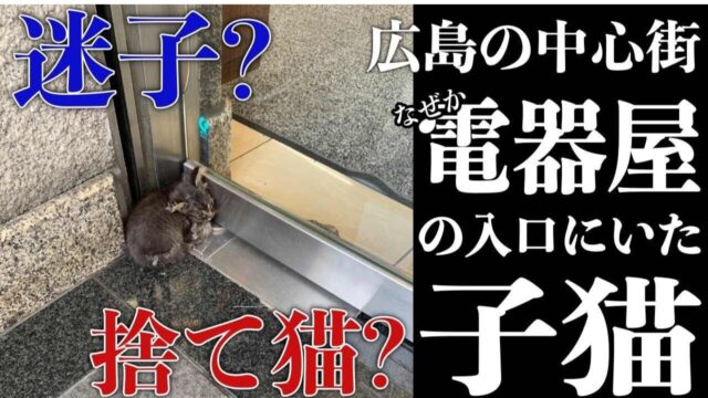 威嚇もせず未来に絶望していた子猫　保護猫カフェに救われて「第2のニャン生」を歩む