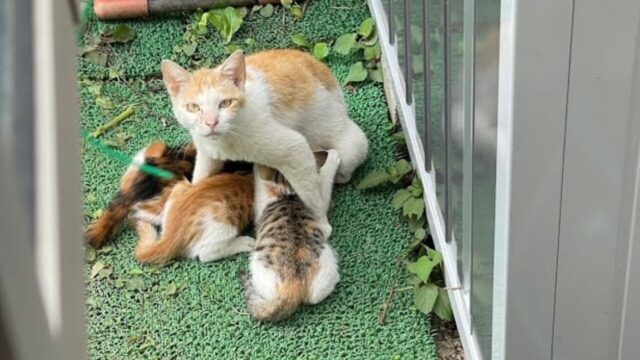 「ご飯をください」と梅雨の時期に現れた親子猫　緊急保護をして”家猫修行”をスタート