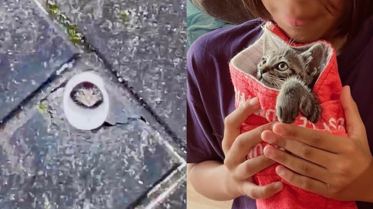 増水した川辺の排水穴で絶体絶命だったキジトラ子猫、諦めない7時間の