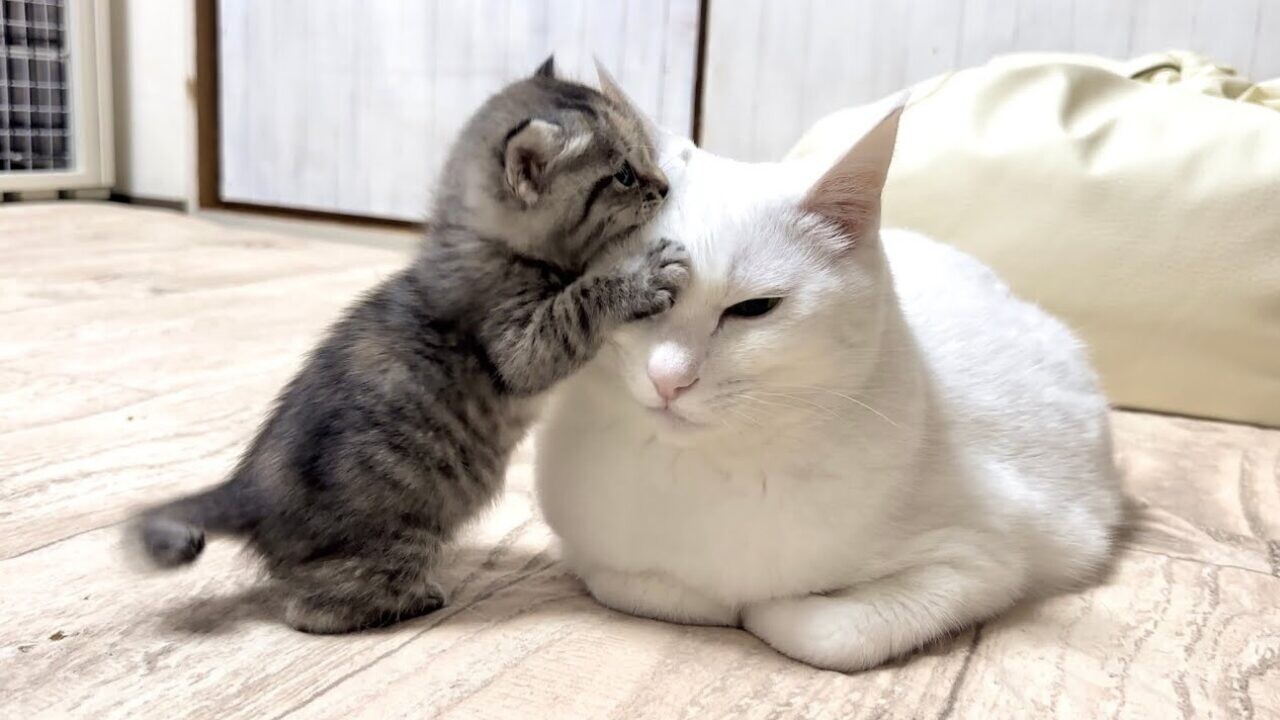 ミルクおかわり！」「おじさんあそぼ！」天真爛漫な赤ちゃん猫のかわい