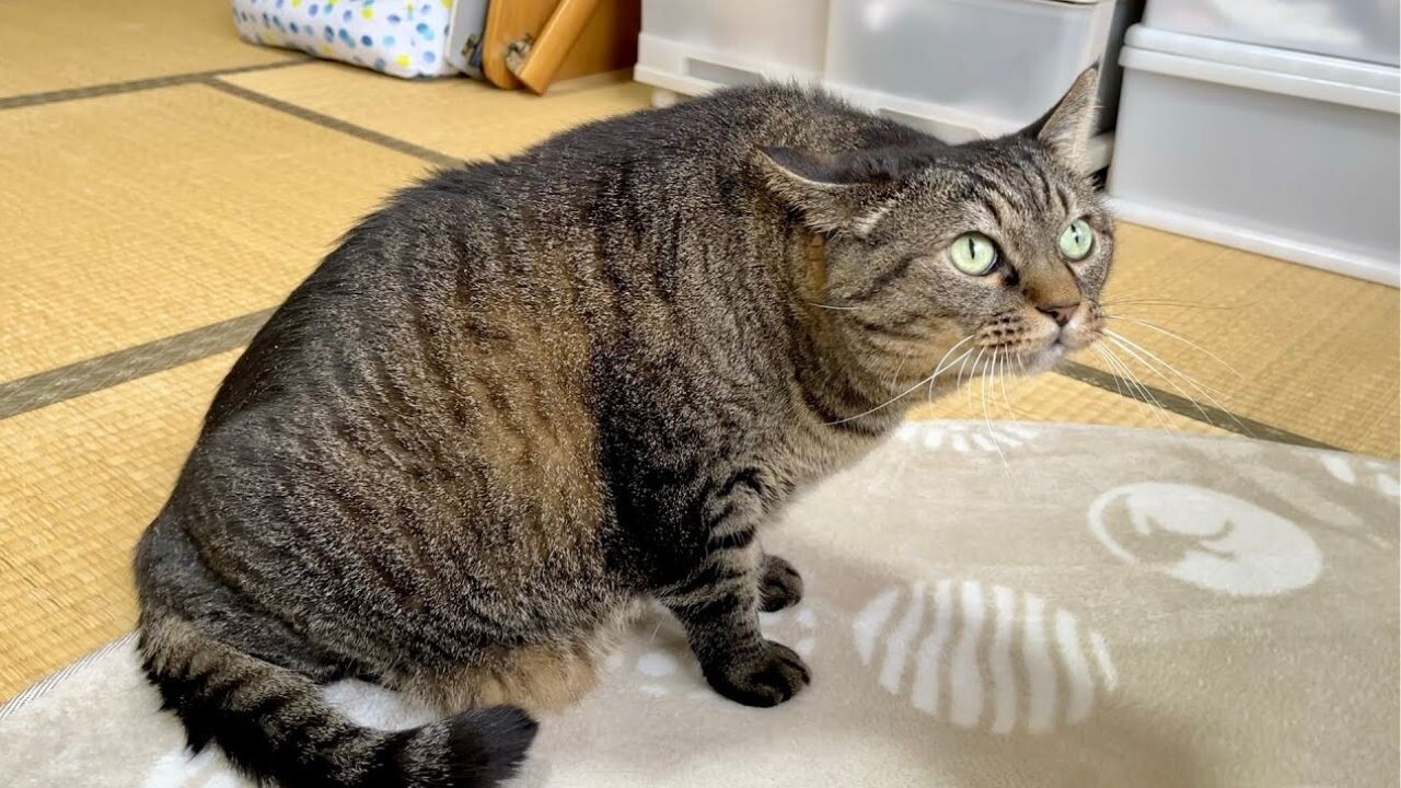 あなたは誰ですか…？」 初めてセミを見たキジトラ猫の反応がかわいい