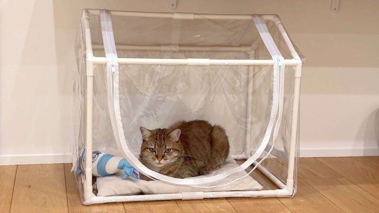エアコンが苦手な愛猫にプレゼント！ 「家庭菜園用の温室」を猫ハウス
