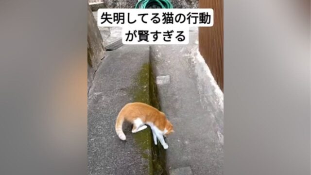 目が見えないおじいちゃん猫が坂道をお散歩→知恵を使った”高所からの降り方”がスゴすぎる…