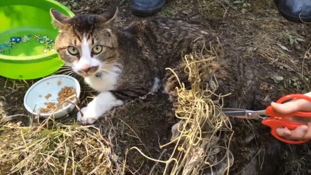 空き家でイノシシよけの網に絡まった猫を発見！近所の猫好きさん総出でのほっこり救出劇