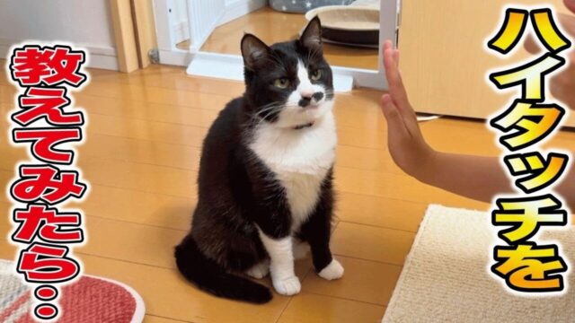 お手や呼び鈴鳴らしは習得済み！賢すぎる愛猫に「ハイタッチ」を教えた結果