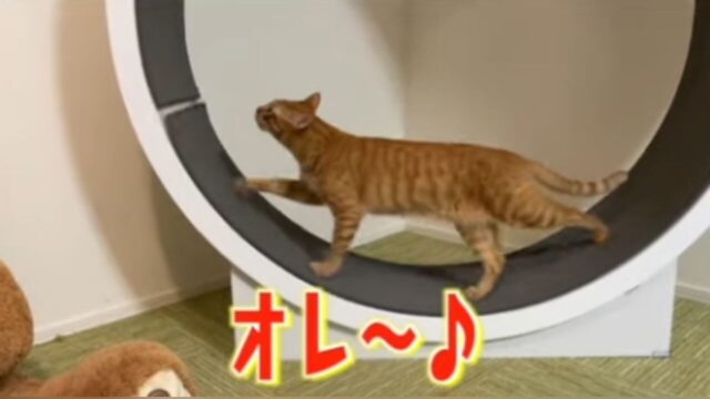 見事な”合いの手”もかわいい！キャットホールで「マツケンサンバ」を歌う茶トラ猫