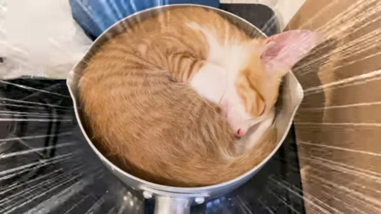 22f9d4a264ee4be0771efbee3fc34a