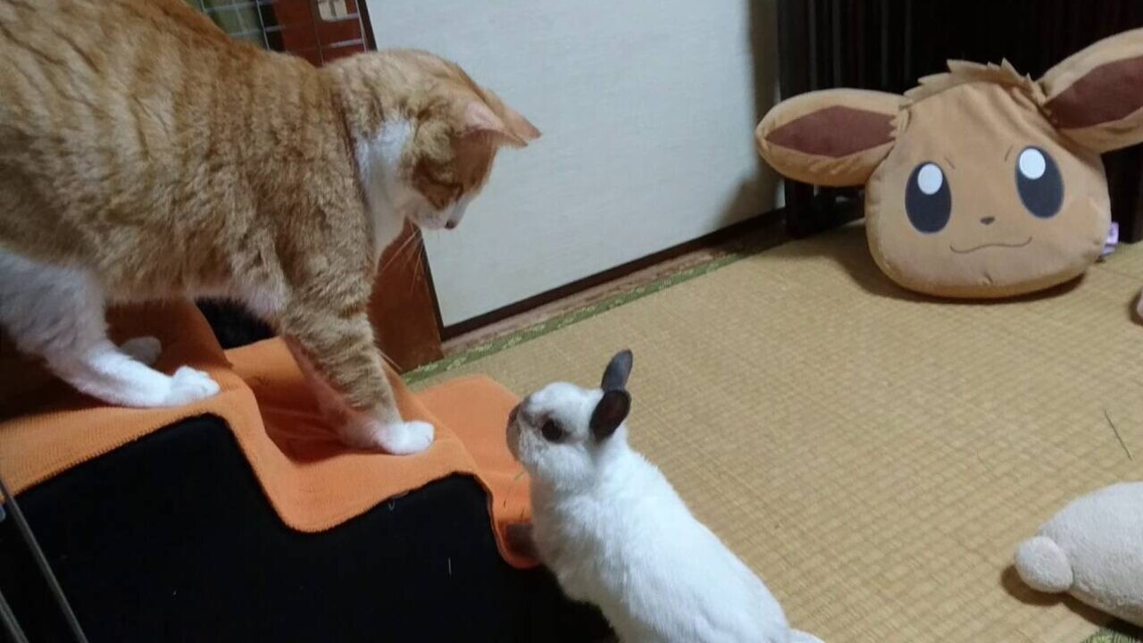 ねここ様専用 ジョリーポム 悪戯うさぎと天使の子猫 生成り 綿麻廃盤生地 希少 COSUMOTEXTIL ジョリーポム 悪戯うさぎと天使の子猫 難あり - メルカリ