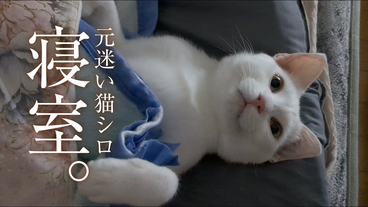 もしかして目を開けたまま寝てる…？愛猫の「面白すぎる寝方」に一家が