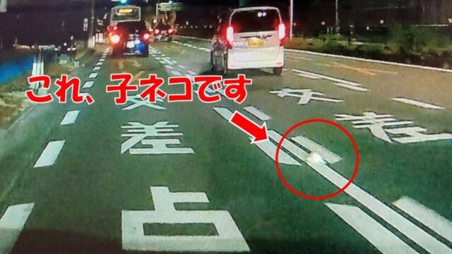 奥さんの「子猫がいた！」で保護を決行！ ひとりぼっちで道路に佇んでいた白猫を迎えるまで