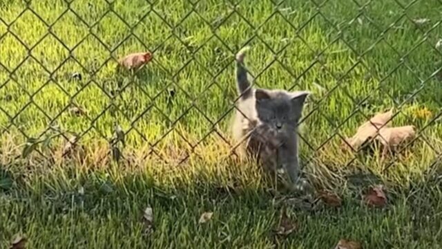 「柵をくぐるなんて楽勝だニャ！」猫と暮らす日々を夢見ていた女性とにゃんこが出会えた物語