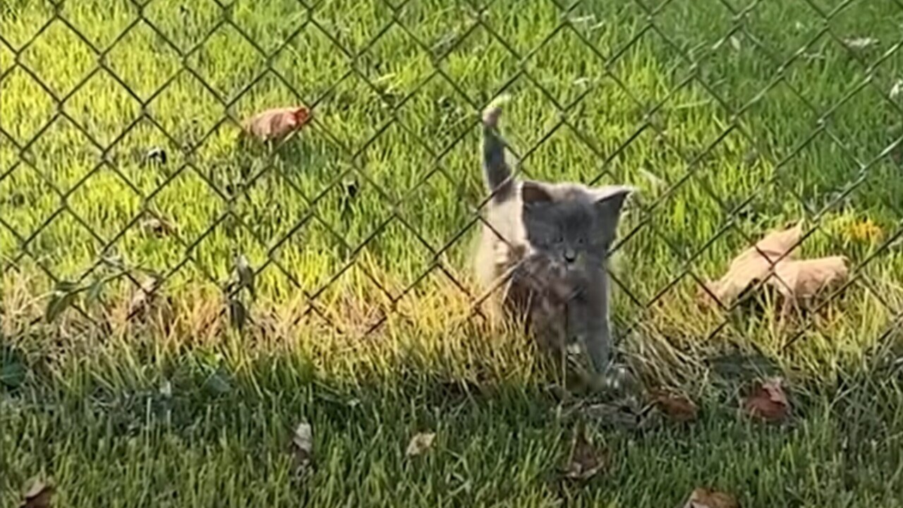 柵をくぐるなんて楽勝だニャ！」猫と暮らす日々を夢見ていた女性と