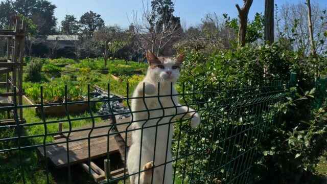 毎日の挨拶が日課！知り合って5年経つ“お喋り好きな野良猫”の「構ってアピール」がかわいい