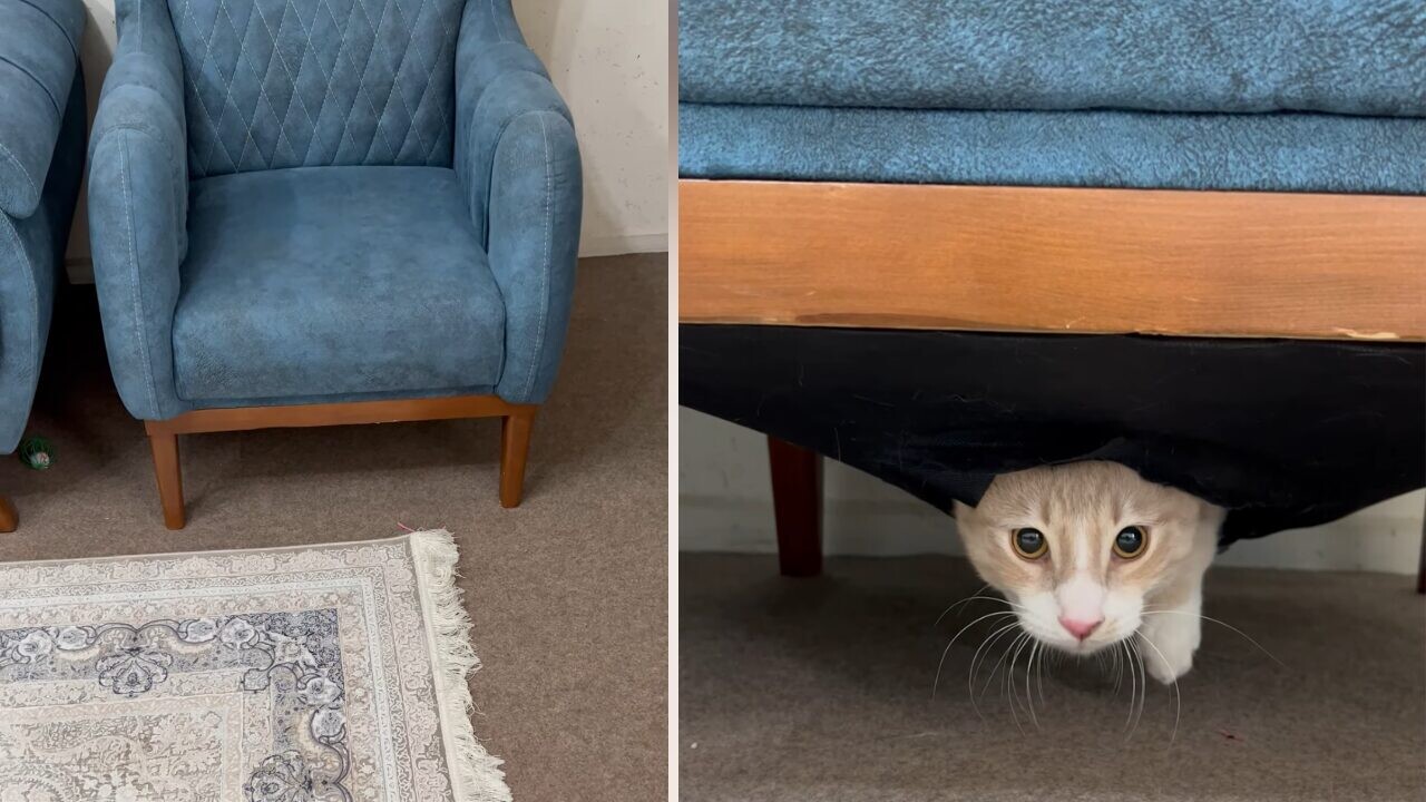 夜遊びから帰った飼い主さんびっくり！愛猫がかくれんぼしていたのは