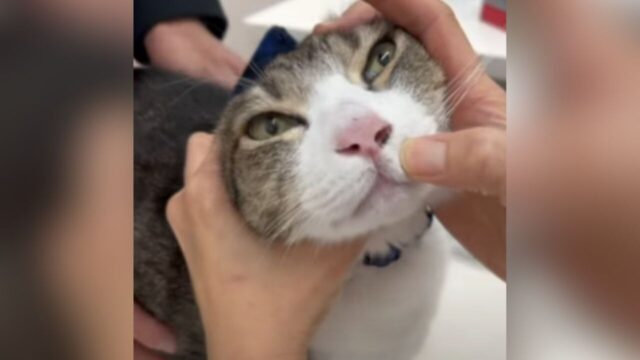 愛猫の鼻にできものが…！心配した飼い主さんが動物病院で聞いた“まさかの診断結果”