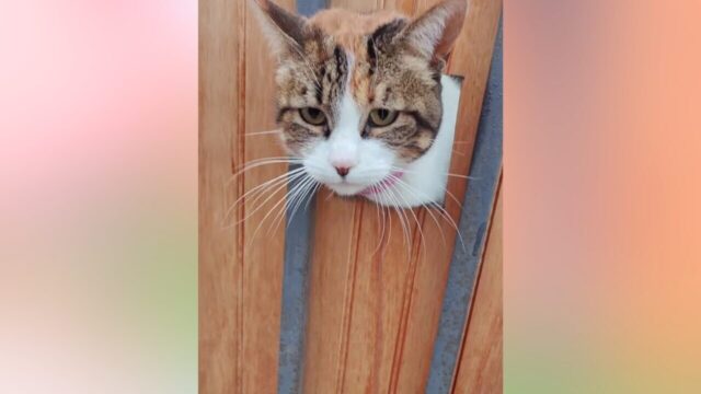 「遊んで行ってよ」壁の穴から通行人にちょっかいをかける猫ちゃん、性格はツンデレ！？