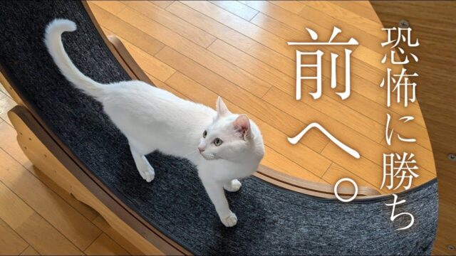 愛猫にキャットホイールをプレゼント！「遊び方の練習」を見守る家族が微笑ましい