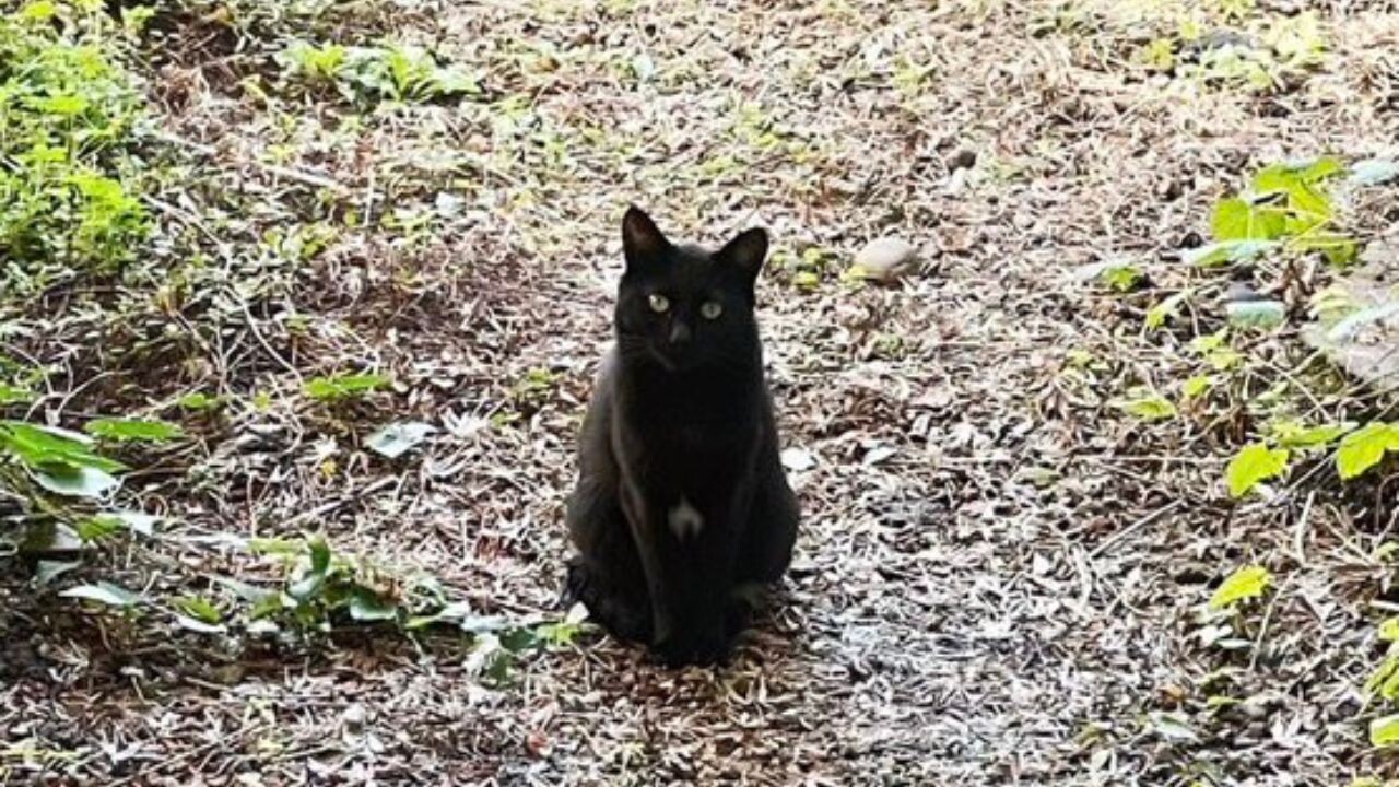 必死の保護から1年後に出会った”愛猫にそっくりな猫”…飢えた様子に心を