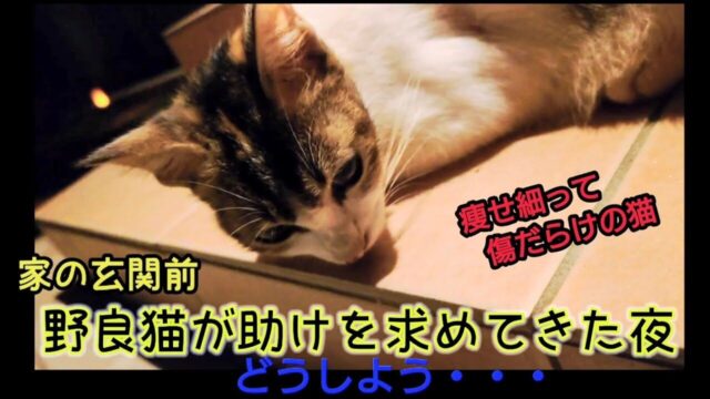 引っ越し先でガリガリの野良猫を見守る→保護を決意した後に訪れた“まさかの恩返し”に仰天！