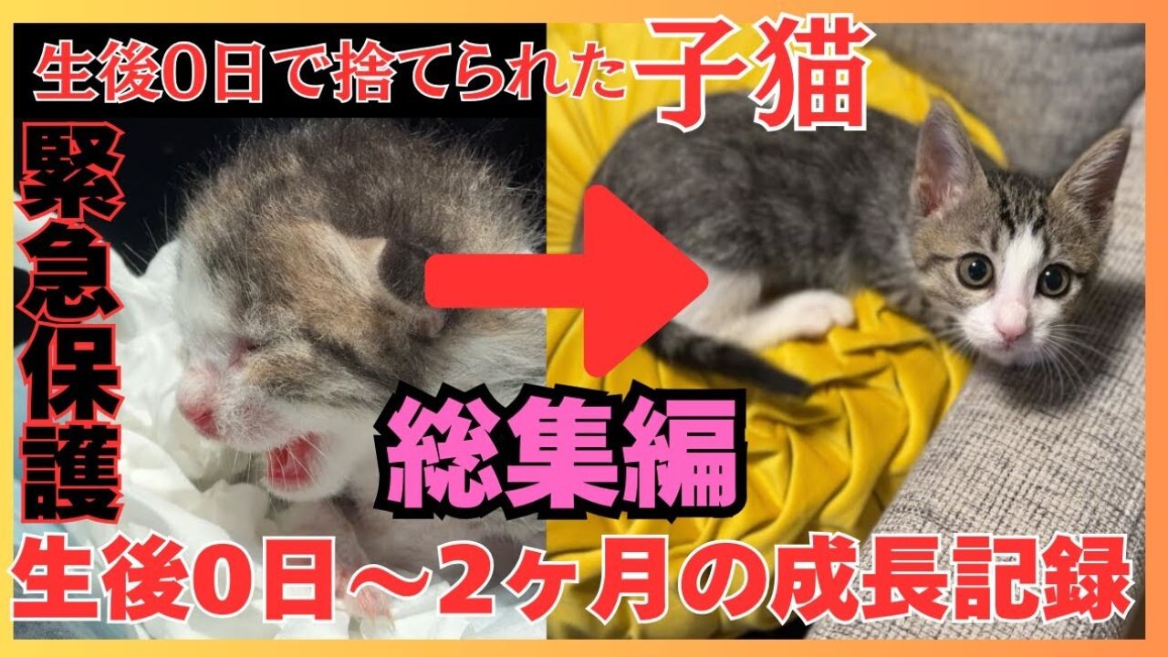 af0ed521cb5f4412efe97d39f7a7a3