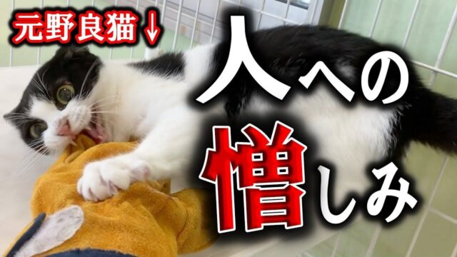 生後4ヶ月で出産も経験！「懐かない」から山に捨てられそうになった成猫が心を許すまで