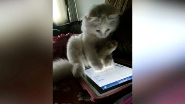 寝る前のSNSタイムラインチェックは至福の時間…タブレット端末を操るデジタル系猫ちゃん