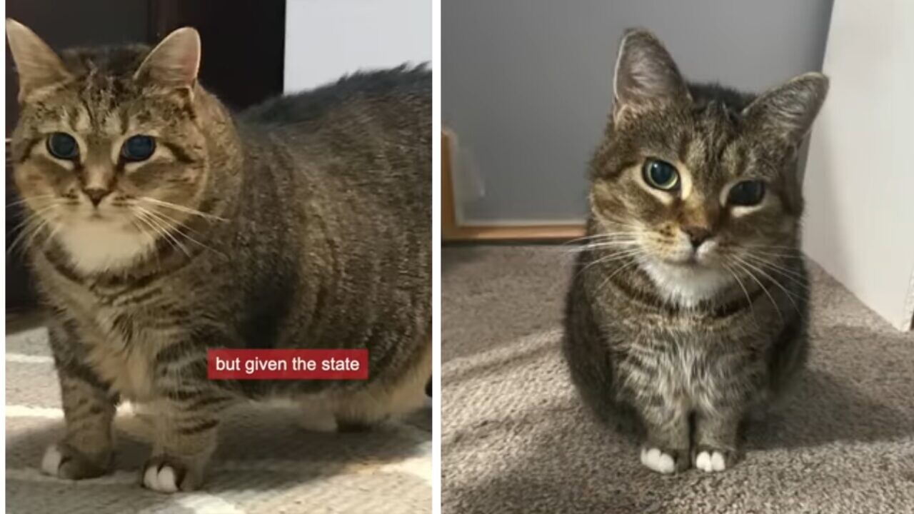 太っちょで盲目…引き取り手がなかったシニア猫、愛情たっぷりの飼育で