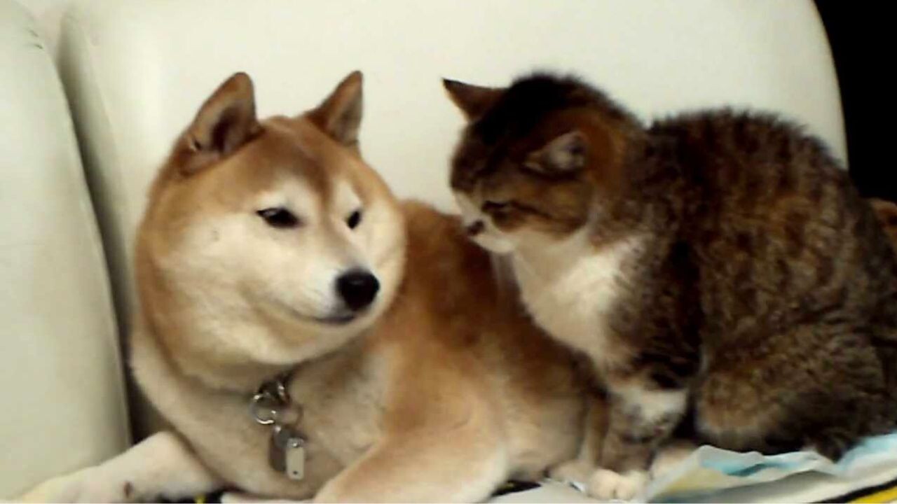 柴猫様 4b4f46983d48d87fe14a9e45668835