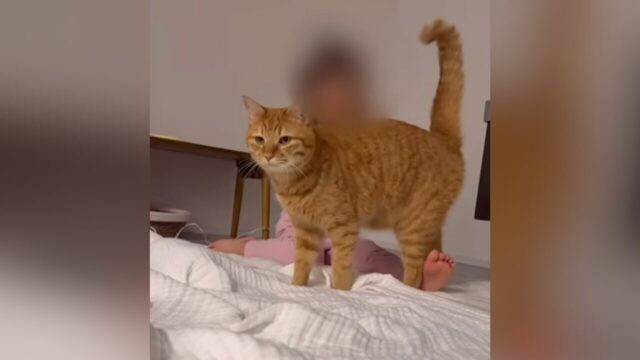 「呼んでも来てくれない…」 ママ一筋だった“甘えん坊猫”が4歳の娘さんに寝返った瞬間