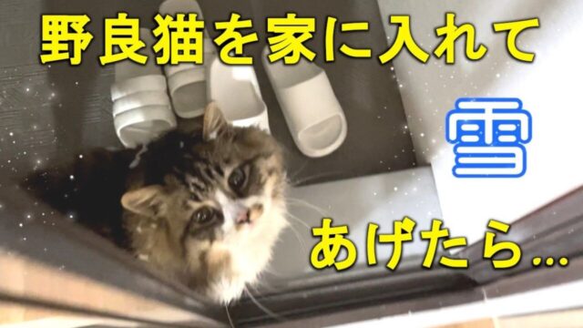 冷え切った体に優しさが染みる…雪が降りしきる夜に「寒がる野良猫」をお招き