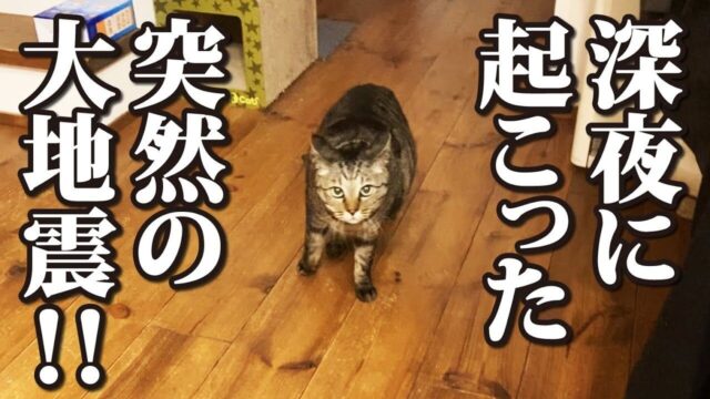 石川県・能登半島地震から11ヶ月…在宅中に再び大地震が！揺れと闘う“猫たちの反応”は？