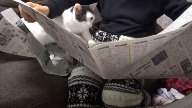 ゆるかわいい攻防戦の勝者は…？自分だけを見てほしい猫VS新聞を読みたいママさん