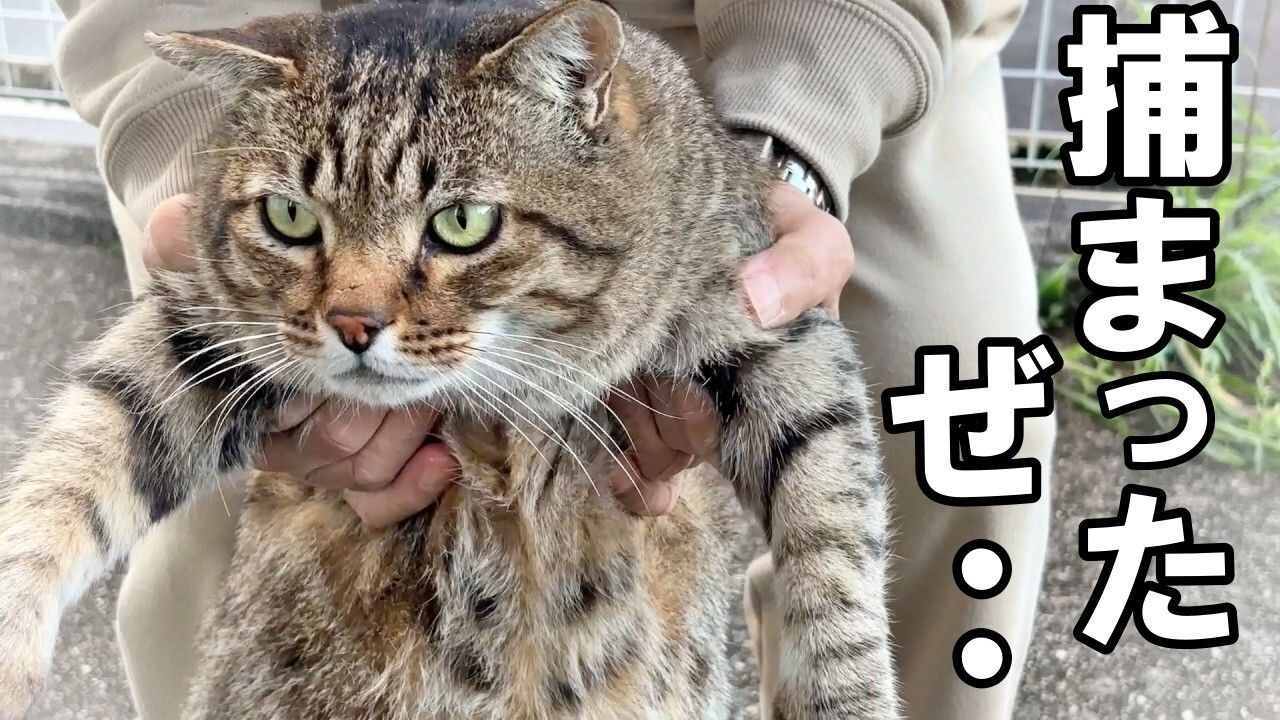 のりねこ様 お直し のりねこ様 お直し のりねこ様 お直し のりさん ❤️ネコちゃん大好き