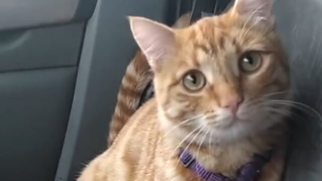 前世は運転手かニャ？車に乗ってドライブするのが大好きな猫ちゃん