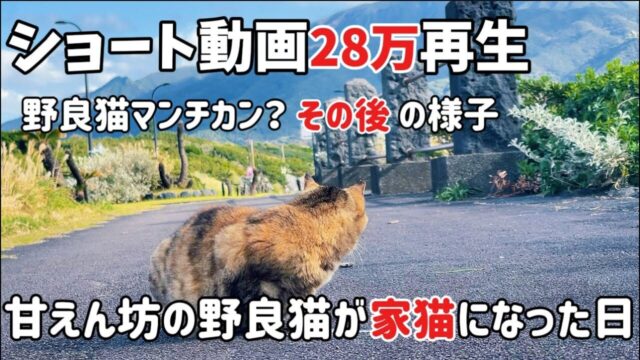 半年かけての保護報告が温かい…倒れそうなほどガリガリだったサビ猫が“家猫”になった日