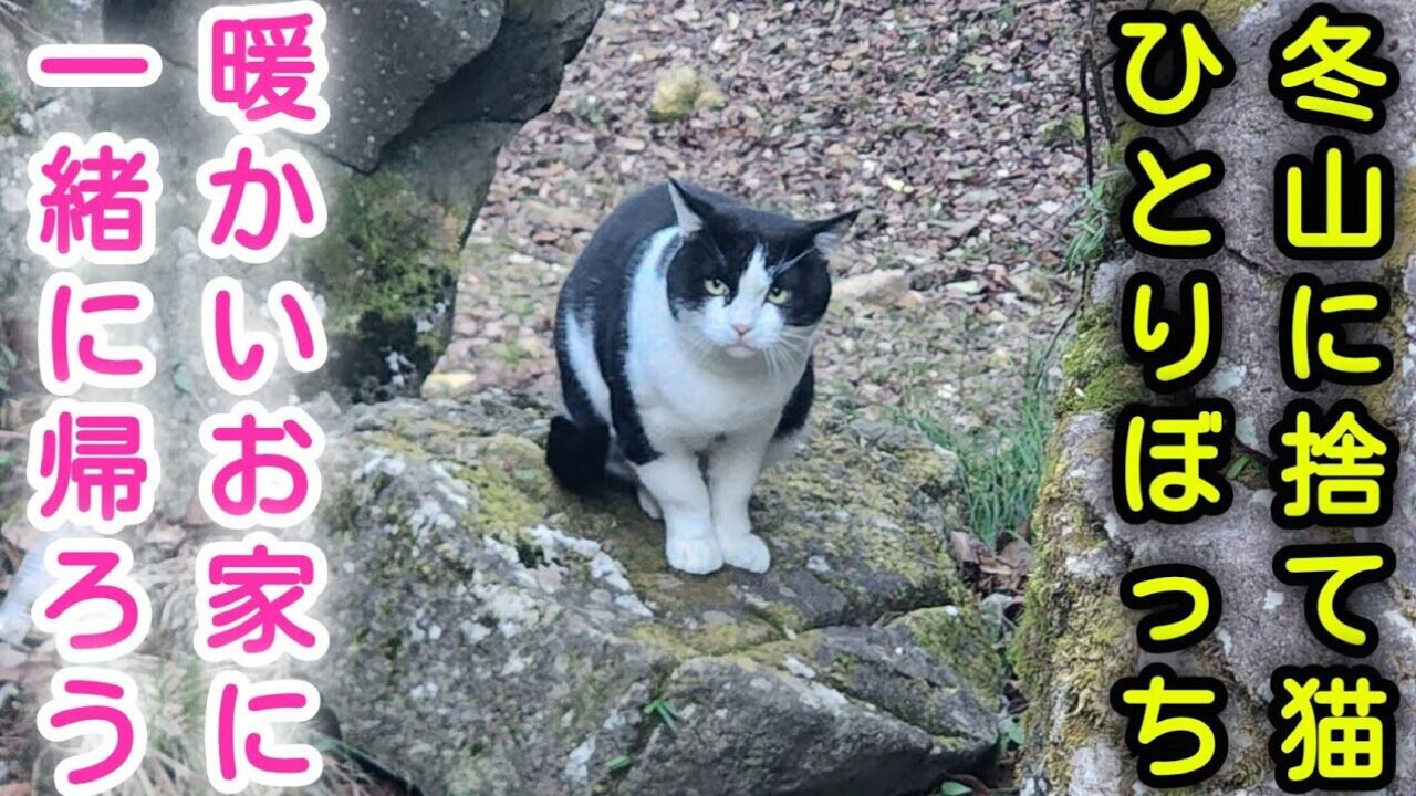 猫捨て山の孤高の捨て猫「炎ちゃん」。2年以上かけて信頼関係を築き