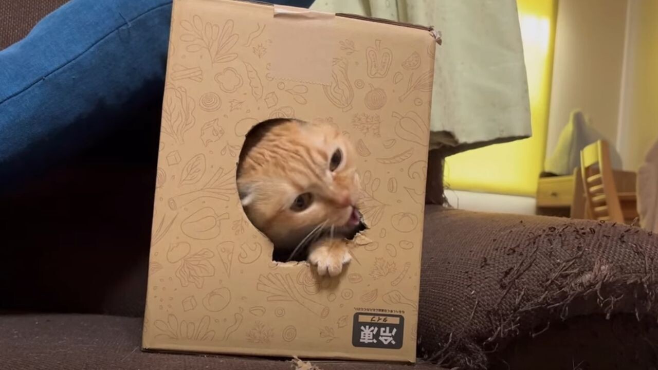 かじって穴を大きくしちゃえ！」 体が通らない段ボールを自力で