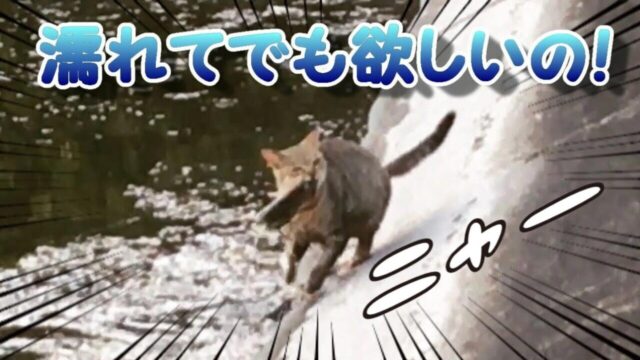 「濡れても欲しい！」お腹まで池につかって漁をした猫ちゃん、無事に大きな魚をゲット！