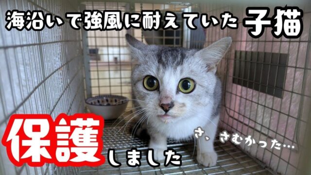 海沿いでひとりぼっちだった子猫…強風に耐える「健気な暮らし」を見て保護を決意