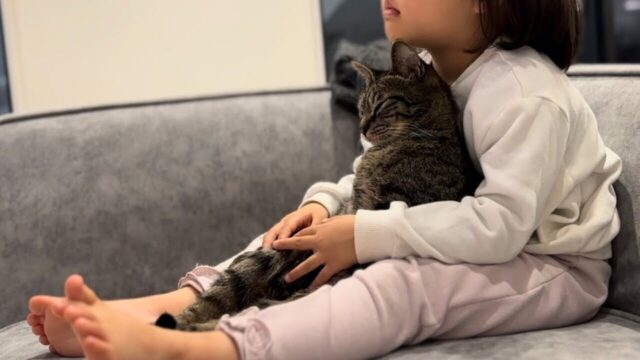 お膝にすっぽり、仲良しすぎる娘ちゃんと猫…平日夕方のバタバタ時間も猫たちに癒やされる