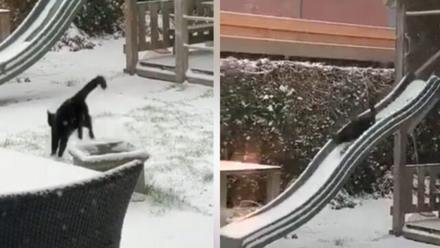 「猫はこたつなんて誰が決めたの？」雪降るお庭の滑り台ではしゃぐスーパーにゃんこ