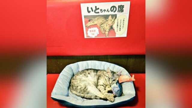 自動ドアから入ってきた小さな猫が“接客をしない看板猫”に…岩手・盛岡市の手作りピザ屋「バッファロー」