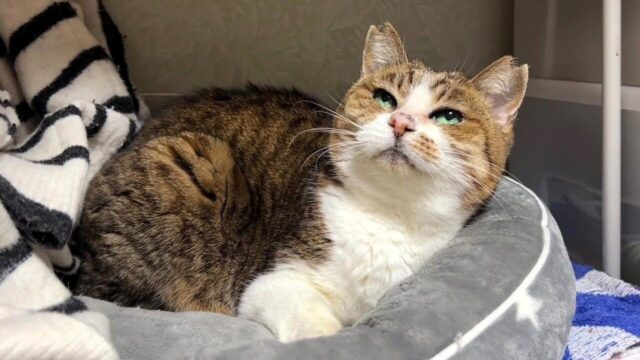 「釣り針」が口に引っかかっても生き抜いた…13年も外猫生活を送ってきた”シニア猫”を保護