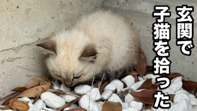 寒い朝、玄関先で力つきている子猫を発見…！保護され貴族のような名前の幸せな家猫に！