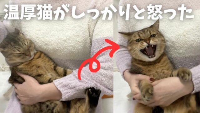 爪切りイヤイヤ猫に「排水溝ネット」は効く？脱がすときの“芸人顔”にも大反響