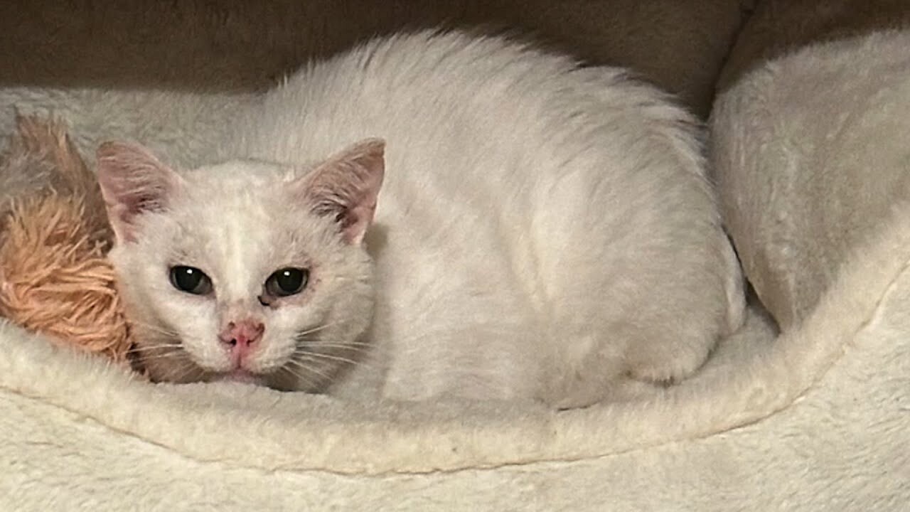 ②リボンねこちゃん 10匹 色々なねこちゃん - メルカリ