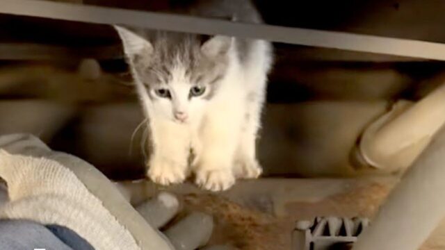 トラック運転手が出会った「生後間もない子猫」→お迎え後は朝4時に起こされる猫ライフを楽しむ