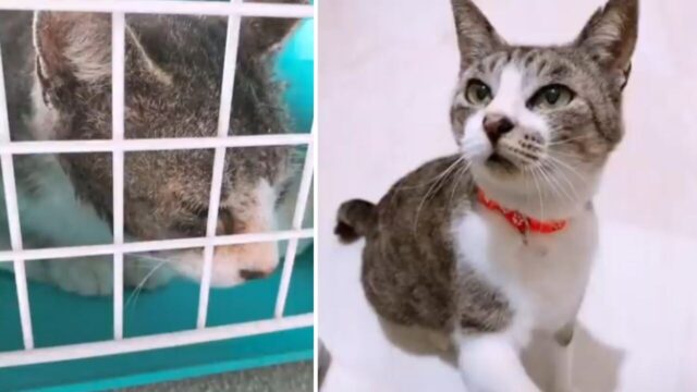 見て見ぬフリされ続けた「瀕死の猫」を保護→順調に回復した2ヶ月後に“まさかのサプライズ”が…！