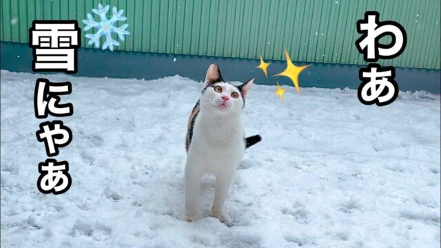 へっぴり腰になっちゃうビビリにゃんこも！ 「初めての雪」を見た保護猫たちの反応